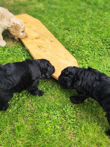 Bernedoodle Welpen beim spielen im Garten