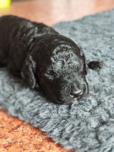 Bernedoodle Welpen Nahaufnahme