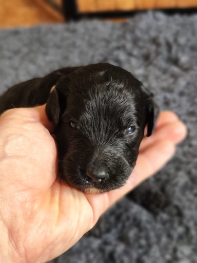 Bernedoodle Welpen Gesicht Nahaufnahme