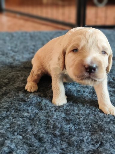 Bernedoodle Welpen Nahaufnahme