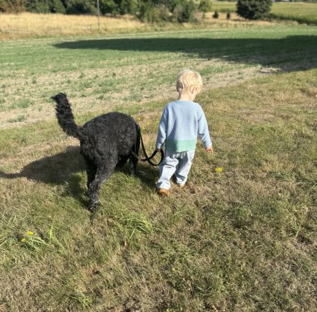 Ein Kleinkind geht mit einem schwarzen Bernedoodle an einer Leine auf einem Feld spazieren.