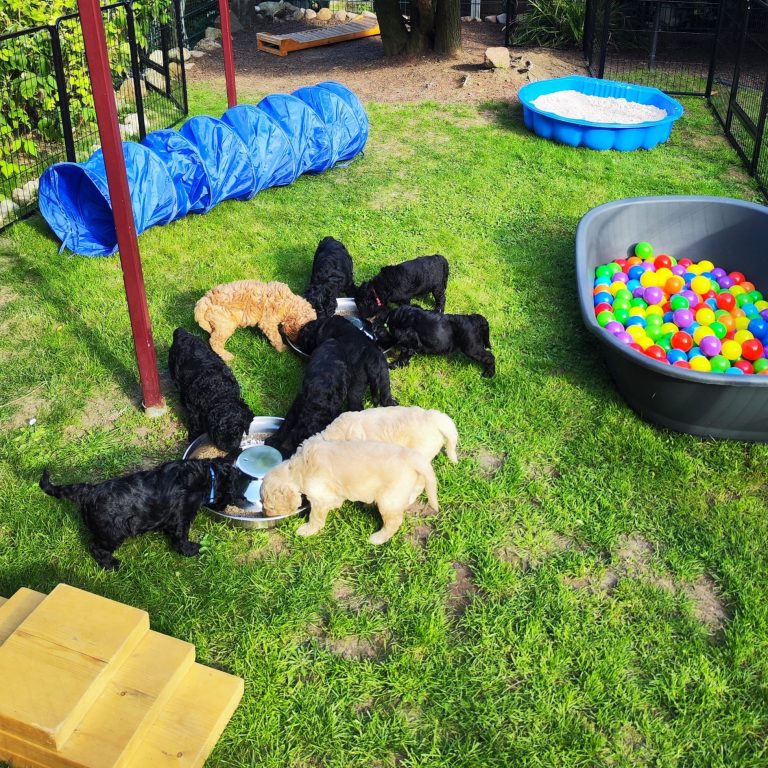 Bernedoodle Welpen im Garten beim fressen