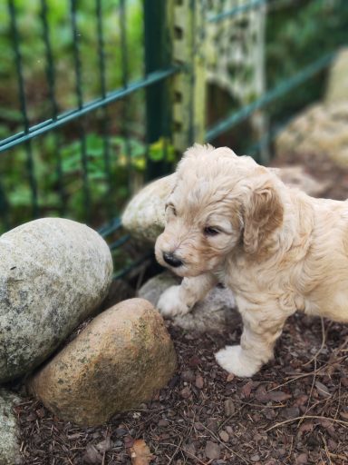 Bernedoodle Welpen beim spielen im Garten