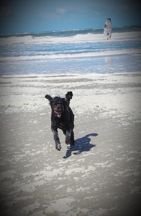 Schwarzer Bernedoodle rennt fröhlich am Strand, mit der Brandung im Hintergrund und einer Person in der Ferne.