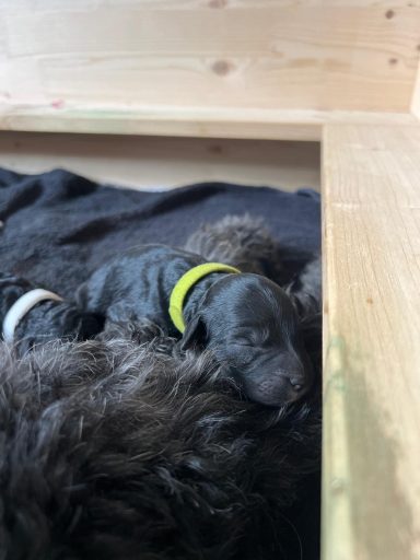 Bernedoodle Welpen liegen schlafend in der Wurfbox
