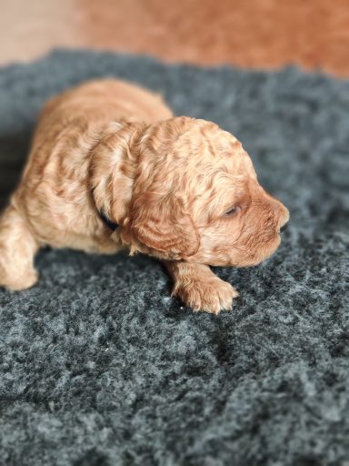 Bernedoodle Welpen Nahaufnahme
