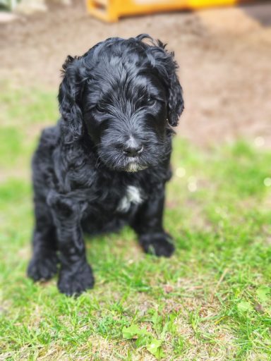 Bernedoodle Welpen Portrait sitzend im Garten
