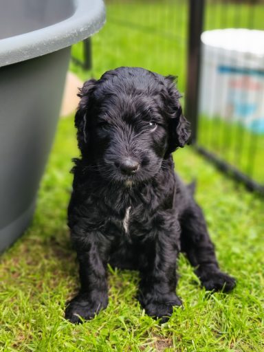Bernedoodle Welpen Portrait sitzend im Garten