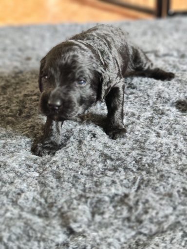 Bernedoodle Welpen Nahaufnahme