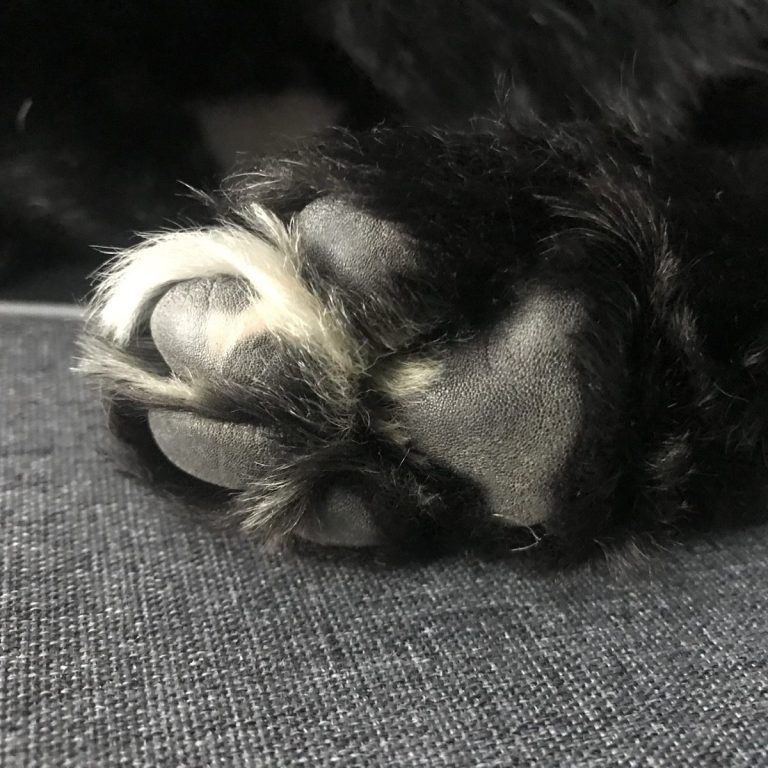 Schwarze Bernedoodle Pfote mit hellen Ballen liegt auf einem grauen Untergrund.