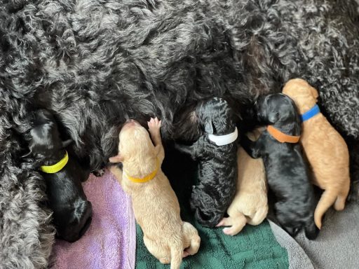 Bernedoodle Welpen liegen schlafend in der Wurfbox