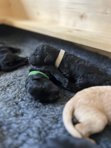 Bernedoodle Welpen liegen schlafend in der Wurfbox