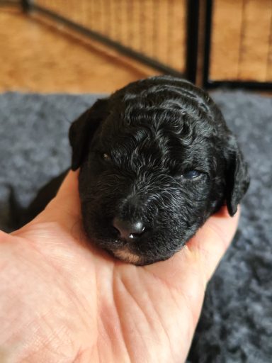 Bernedoodle Welpen Gesicht Nahaufnahme