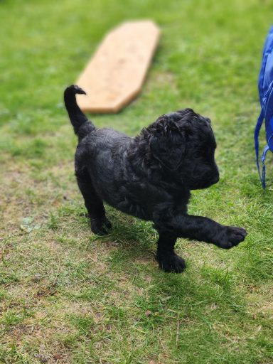 Bernedoodle Welpen beim spielen im Garten