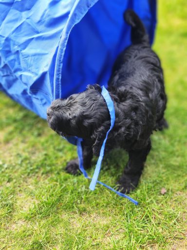 Bernedoodle Welpen beim spielen im Garten