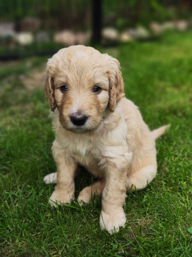 Bernedoodle Welpen Portrait sitzend im Garten