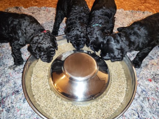 4 Bernedoodle Welpen 22 Tage alt fressen Brei aus einem Welpennapf