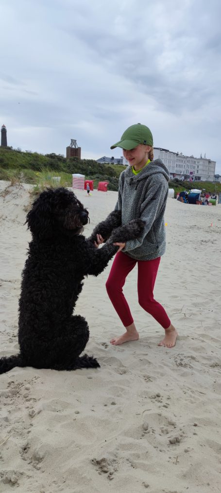 Ein Kind spielt am Strand mit einem schwarzen Bernedoodle im Sand und bringt im Pfötchen geben bei.