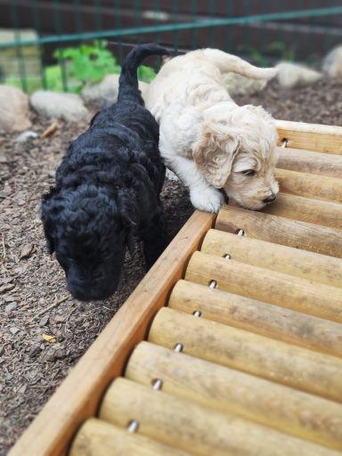 Bernedoodle Welpen beim spielen im Garten