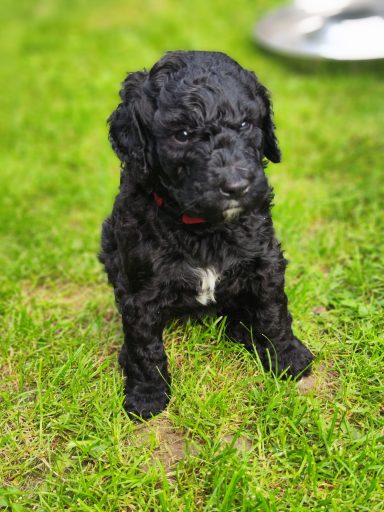 Bernedoodle Welpen Portrait sitzend im Garten