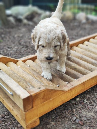 Bernedoodle Welpen beim spielen im Garten