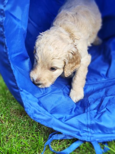 Bernedoodle Welpen beim spielen im Garten