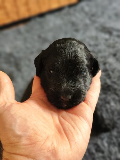 Bernedoodle Welpen Gesicht Nahaufnahme