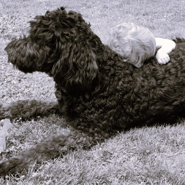 Ein Kind liegt auf einem großen, schwarzen Bernedoodle im Freien.