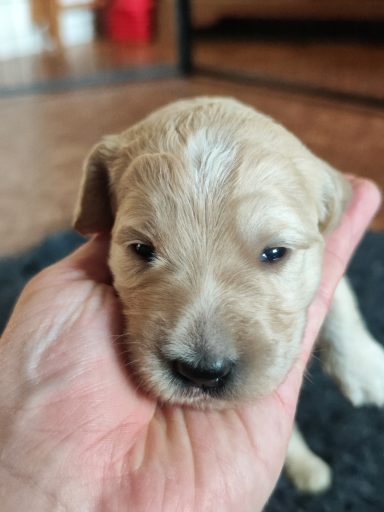 Bernedoodle Welpen Gesicht Nahaufnahme