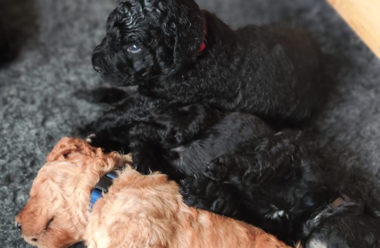 Bernedoodle Welpen liegen schlafend in der Wurfbox