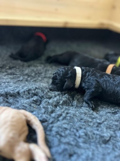 Bernedoodle Welpen liegen schlafend in der Wurfbox