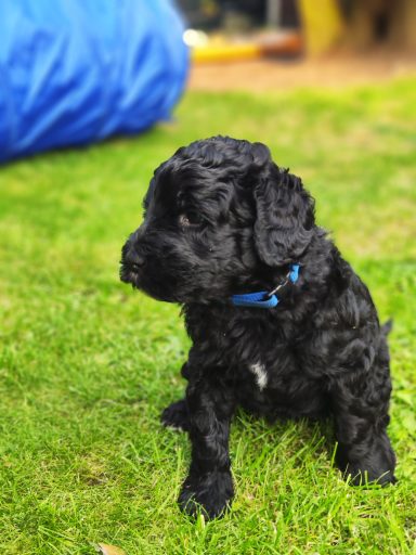 Bernedoodle Welpen Portrait sitzend im Garten
