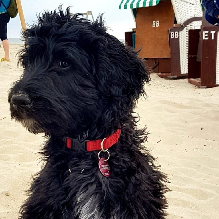 Schwarzer, lockiger Bernedoodle mit rotem Halsband sitzt am Strand.