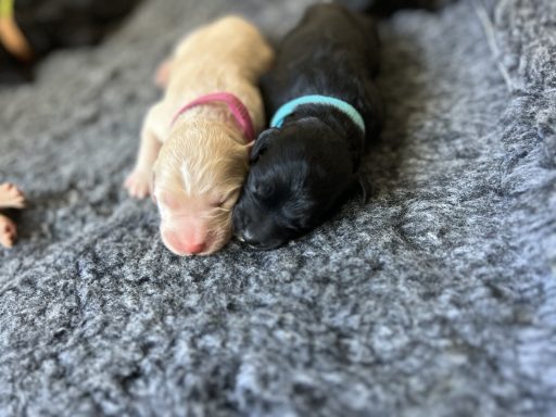 Bernedoodle Welpen liegen schlafend in der Wurfbox