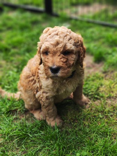 Bernedoodle Welpen Portrait sitzend im Garten