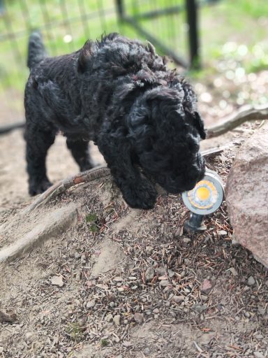 Bernedoodle Welpen beim spielen im Garten