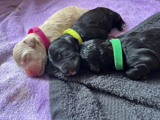 Bernedoodle Welpen liegen schlafend in der Wurfbox