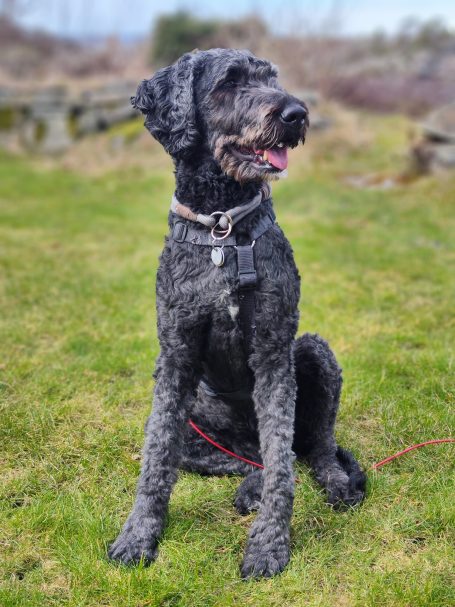 Schwarzer Bernedoodle mit lockigem Fell sitzt auf grünem Gras mit lockerer Leine und fokussiertem Blick.