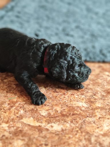Bernedoodle Welpen Nahaufnahme