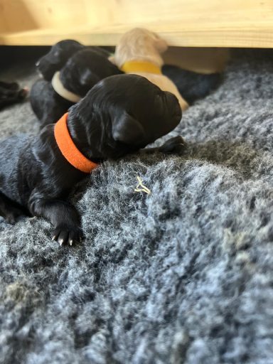 Bernedoodle Welpen liegen schlafend in der Wurfbox