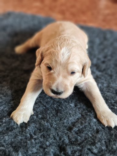 Bernedoodle Welpen Nahaufnahme