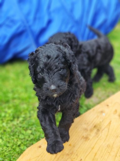 Bernedoodle Welpen beim spielen im Garten