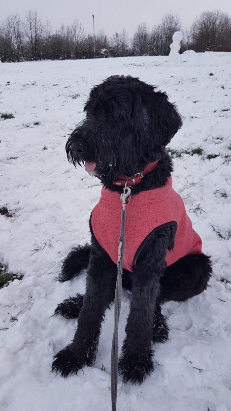 Schwarzer Bernedoodle in rotem Anorak sitzt im Schnee.