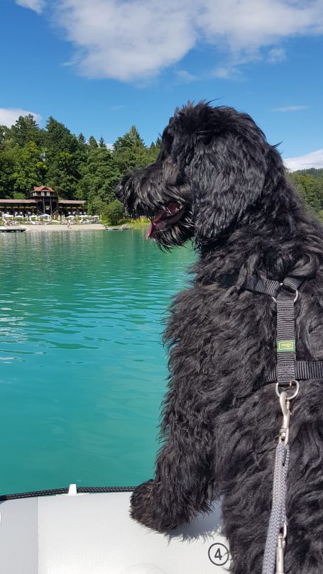 Schwarzer Bernedoodle sitzt auf einem Boot, blickt auf blaues Wasser und grüne Ufer.