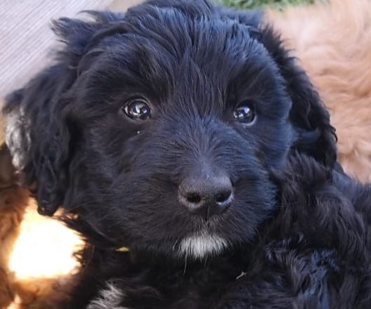 Schwarzer Bernedoodle Welpe mit weichem Fell und großen, neugierigen Augen.