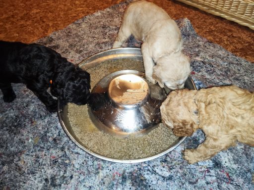 3 Bernedoodle Welpen 22 Tage alt fressen Brei aus einem Welpennapf