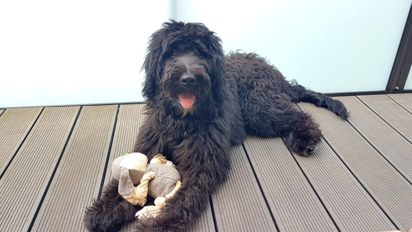 Schwarzer Bernedoodle liegt auf einem Holzfußboden und hält einen Spielzeug in den Pfoten.