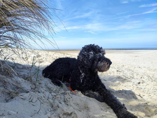 Schwarzer Bernedoodle liegt entspannt am Strand, umgeben von Sand und Gras.