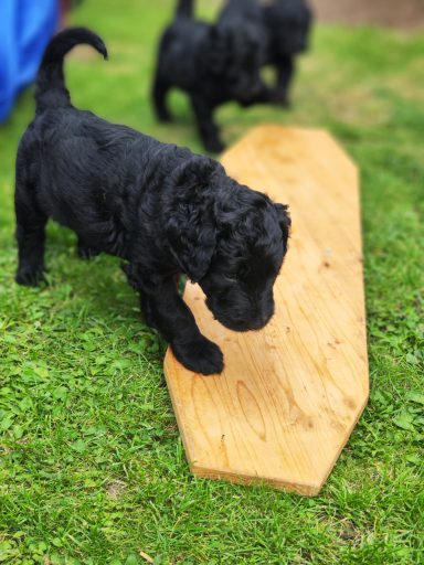 Bernedoodle Welpen beim spielen im Garten
