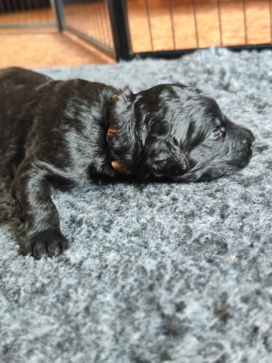 Bernedoodle Welpen Nahaufnahme